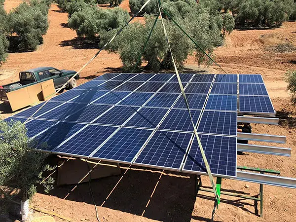 placas solares en un olivar